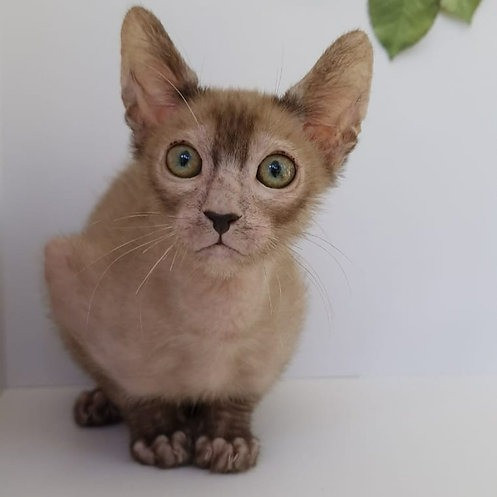 Lykoi Kittens Berlin - photo 1