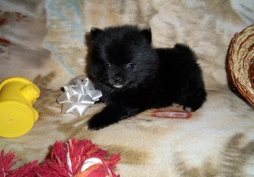 Pomeranian Puppies Munich - photo 2