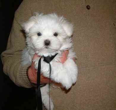 Maltese Puppies München