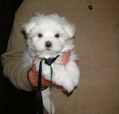 Maltese Puppies Munich - photo 1