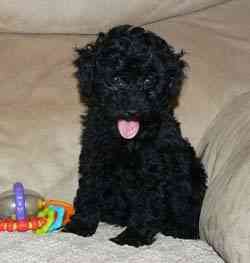 Toy Poodle Puppies Munich