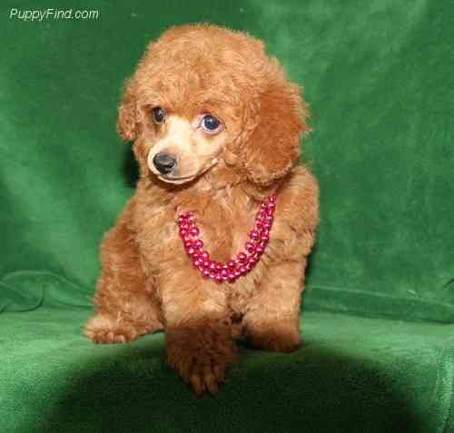 Toy Poodle Puppies Мюнхен