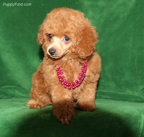 Toy Poodle Puppies Munich - photo 1