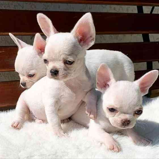 Chihuahua Puppies Мюнхен