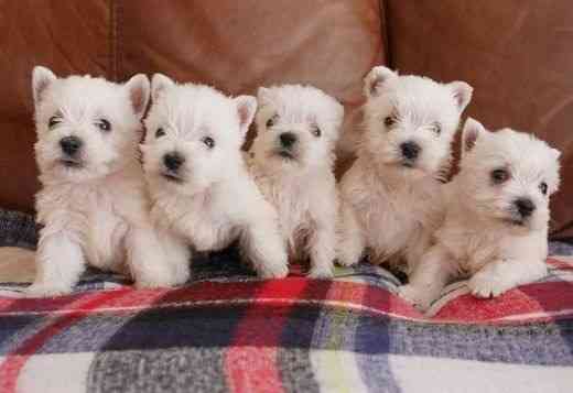 West Highland White Terrier Puppies Munich