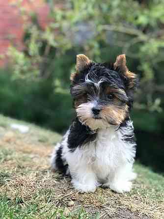 Biewer Terrier Puppies Munich