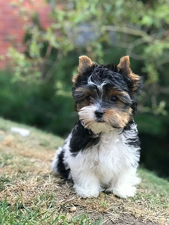 Biewer Terrier Puppies Munich - photo 1