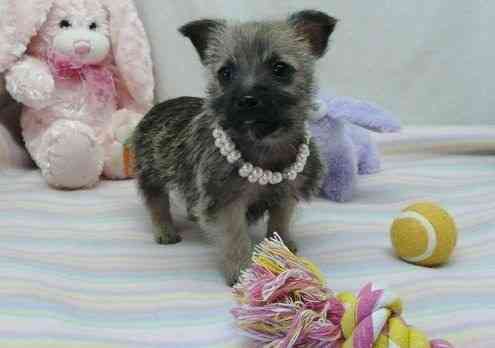 Cairn Terrier Puppies Munich