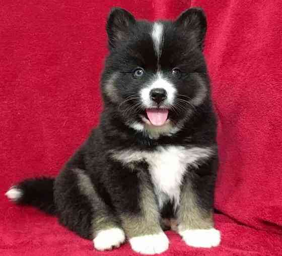 Pomsky Puppies München