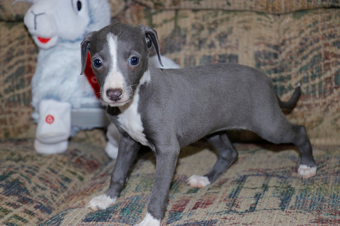 Italian Greyhound puppies Munich - photo 1