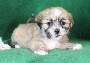 Lhasa Apso Puppies Munich - photo 1