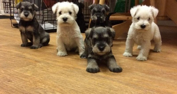 Miniature Schnauzer Puppies Munich - photo 1