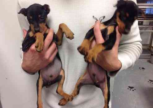 Miniature Pinscher Puppies München