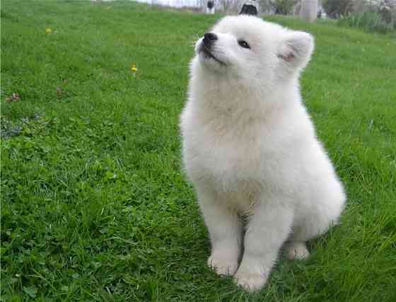 Samoyed Puppies Вайльхайм-ін-Обербайєрн