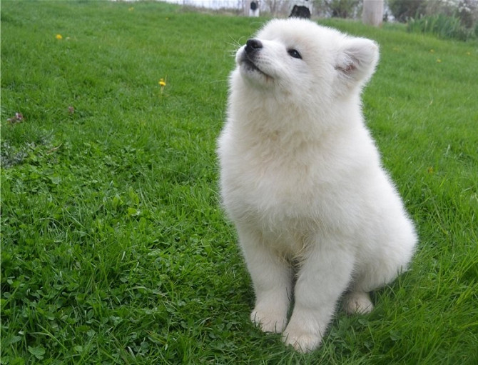 Samoyed Puppies Вайльхайм-ин-Обербайерн - изображение 1