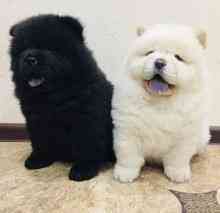 Chow Chow Puppies Weilheim