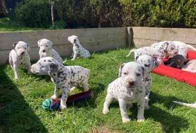 Dalmatian Puppies Weilheim