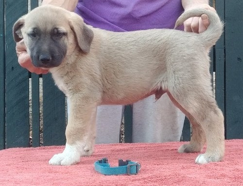 Anatolian Shepherd Puppies Weilheim - photo 1