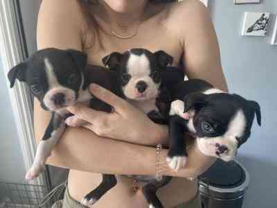 Boston Terrier Puppies Вайльхайм-ин-Обербайерн