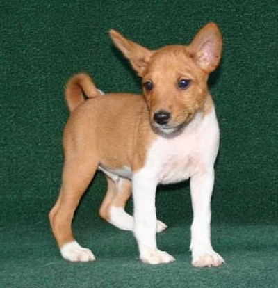 Basenji Puppies Weilheim - photo 1