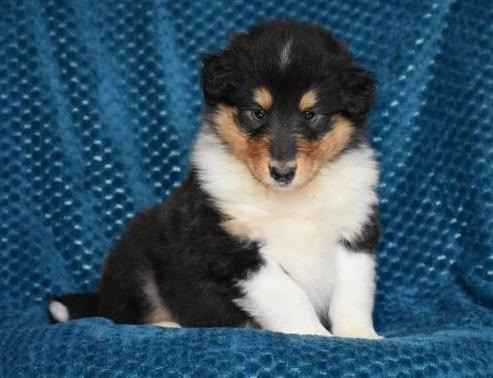 Collie Puppies Weilheim - photo 1