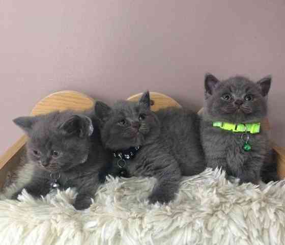 British Shorthair kittens München