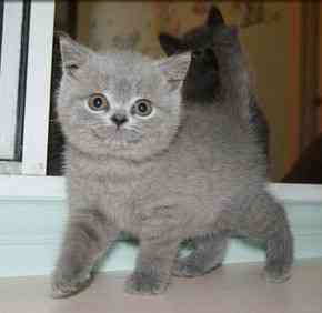 British Shorthair kittens Bremen