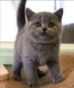 British Shorthair kittens Бремен