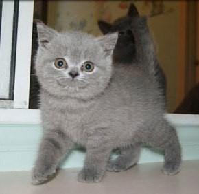 British Shorthair kittens Бремен - изображение 1