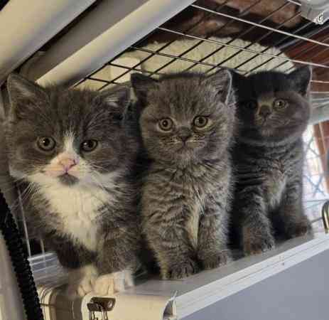 British Shorthair kittens Висбаден