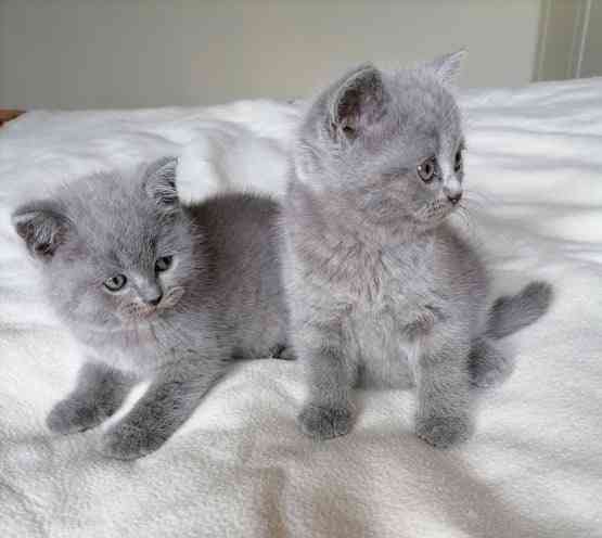 British Shorthair kittens Hannover