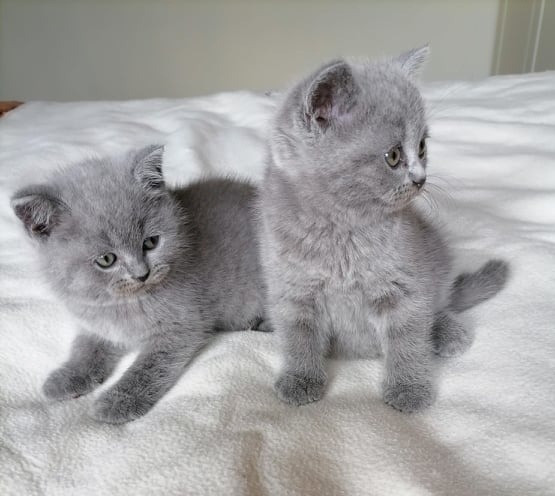 British Shorthair kittens Hannover - изображение 1