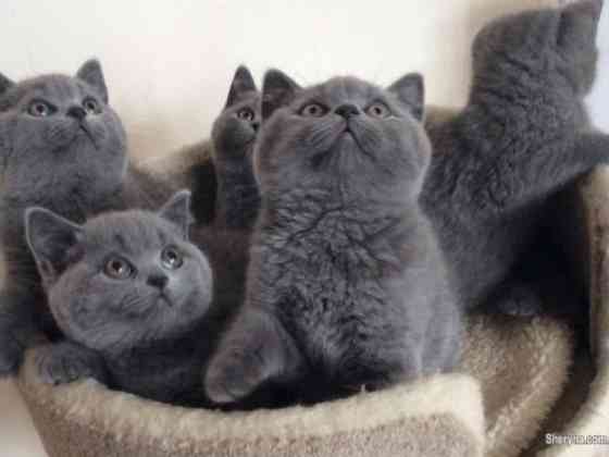 British Shorthair kittens Майнц