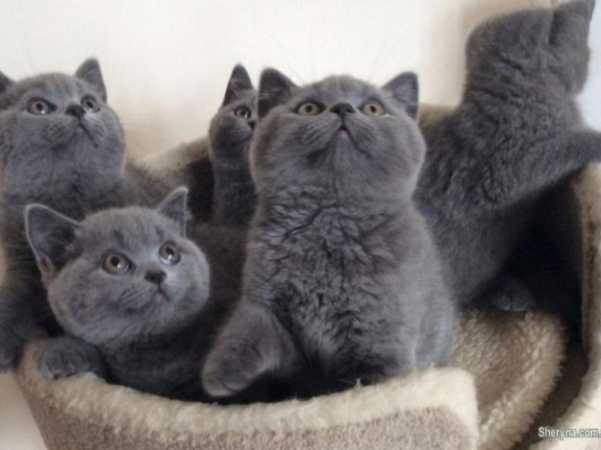 British Shorthair kittens Mainz - photo 1