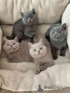 British Shorthair kittens Берлін