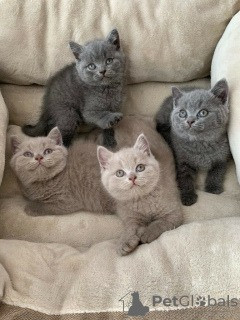 British Shorthair kittens Berlin - photo 1