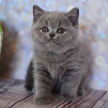 British Shorthair kittens Саарбрюккен