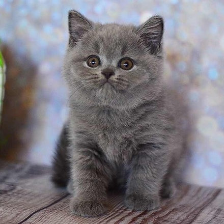 British Shorthair kittens Saarbruecken - photo 1