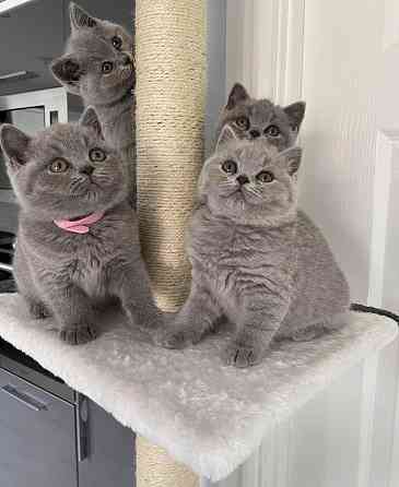 British Shorthair kittens Магдебург