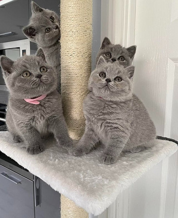 British Shorthair kittens Магдебург - изображение 1