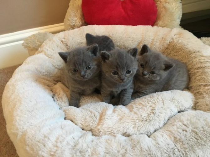 British Shorthair kittens Magdeburg - изображение 1