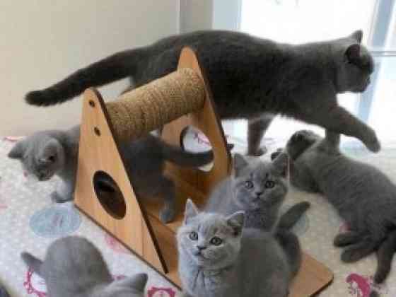 British Shorthair kittens Duesseldorf