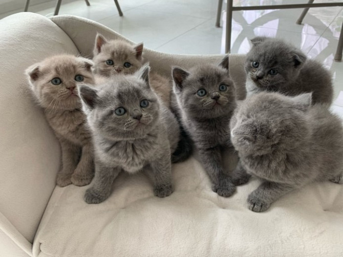 Scottish fold kittens Берлін - изображение 1