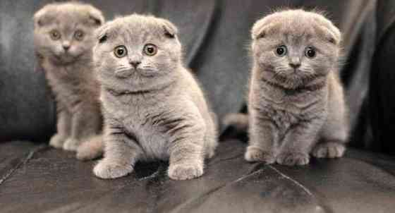 Scottish fold kittens Мюнхен