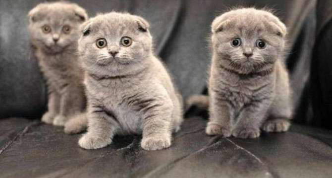 Scottish fold kittens Мюнхен - изображение 1