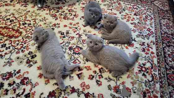 Scottish fold kittens Штутгарт