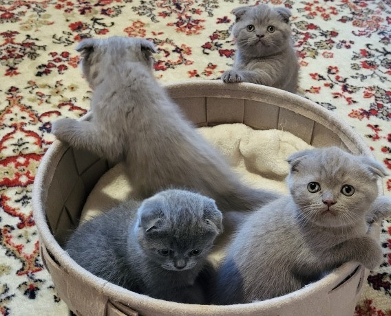 Scottish fold kittens Stuttgart - photo 3