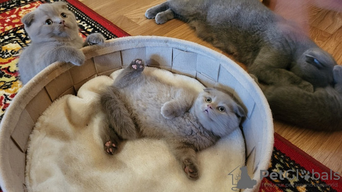 Scottish fold kittens Stuttgart - photo 2