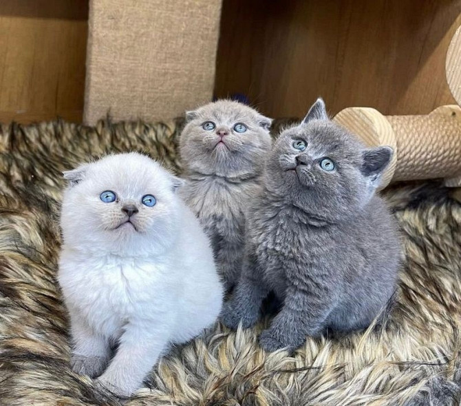 Scottish fold kittens Wiesbaden - photo 1