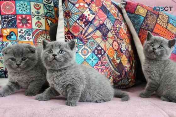 Scottish fold kittens Ганновер